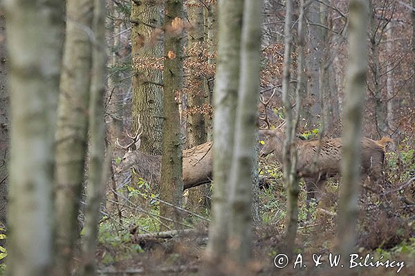 jeleń szlachetny, europejski, Cervus elaphus elaphus
jeleń karpacki, Bieszczady