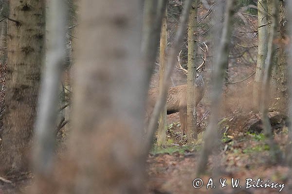 jeleń szlachetny, europejski, Cervus elaphus elaphus
jeleń karpacki, Bieszczady