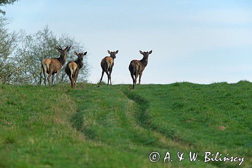 jeleń szlachetny, europejski, Cervus elaphus elaphus jeleń karpacki, bieszczadzki
