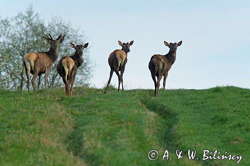 jeleń szlachetny, europejski, Cervus elaphus elaphus jeleń karpacki, bieszczadzki