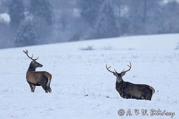 jeleń szlachetny, europejski, Cervus elaphus elaphus
jeleń karpacki,byki na łące