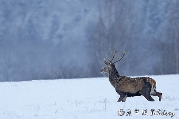 jeleń szlachetny, europejski, Cervus elaphus elaphus
jeleń karpacki, byk na łące