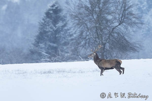 jeleń szlachetny, europejski, Cervus elaphus elaphus
jeleń karpacki, byk na łące