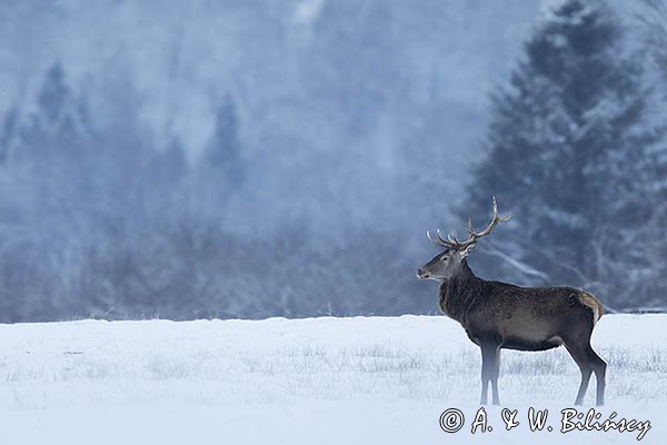 jeleń szlachetny, europejski, Cervus elaphus elaphus
jeleń karpacki, byk na łące