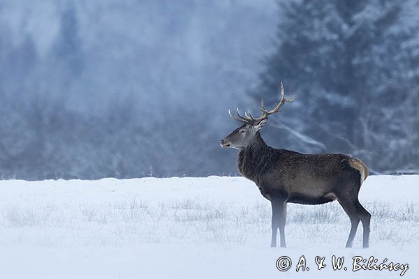 jeleń szlachetny, europejski, Cervus elaphus elaphus
jeleń karpacki, byk na łące