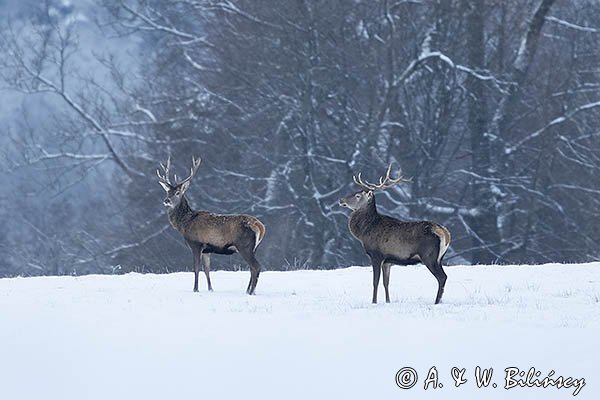 jeleń szlachetny, europejski, Cervus elaphus elaphus
jeleń karpacki, byki na łące