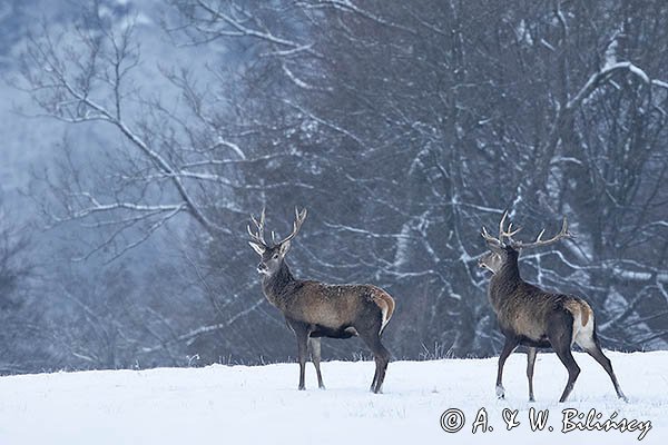 jeleń szlachetny, europejski, Cervus elaphus elaphus
jeleń karpacki, byki na łące