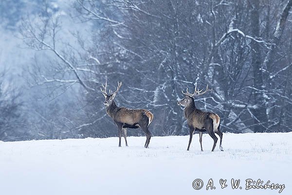 jeleń szlachetny, europejski, Cervus elaphus elaphus
jeleń karpacki, byki na łące