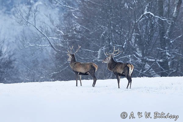 jeleń szlachetny, europejski, Cervus elaphus elaphus
jeleń karpacki, byki na łące
