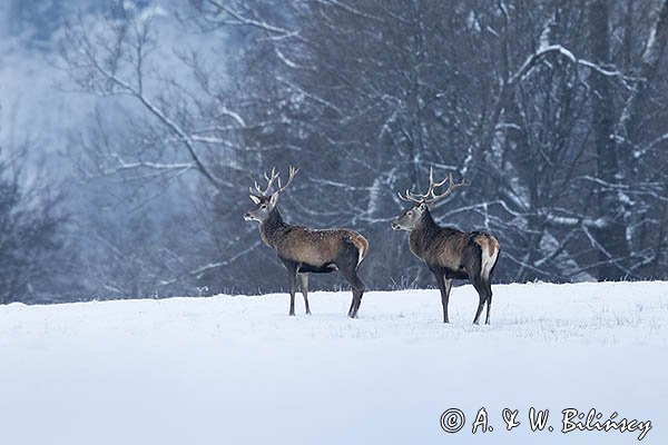 jeleń szlachetny, europejski, Cervus elaphus elaphus
jeleń karpacki, byki na łące