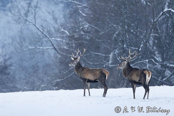jeleń szlachetny, europejski, Cervus elaphus elaphus
jeleń karpacki, byki na łące