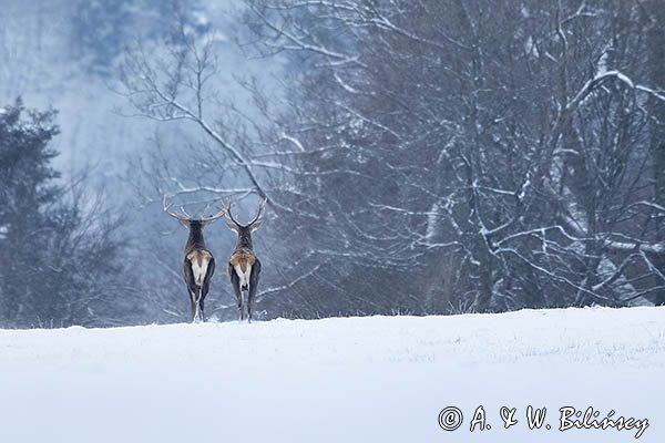 jeleń szlachetny, europejski, Cervus elaphus elaphus
jeleń karpacki, byki na łące