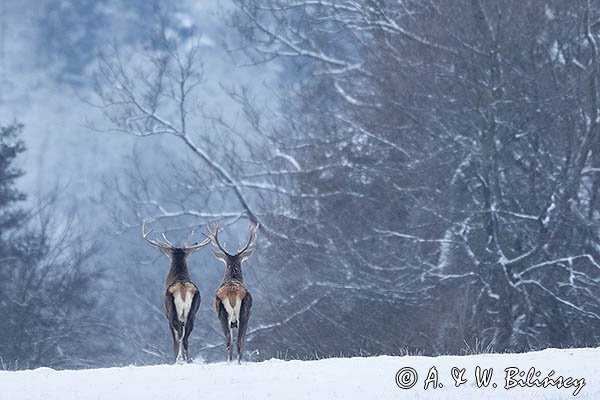 jeleń szlachetny, europejski, Cervus elaphus elaphus
jeleń karpacki, byki na łące