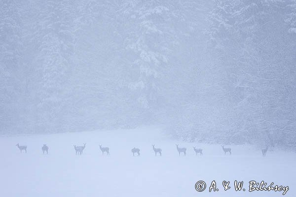 jeleń szlachetny, europejski, Cervus elaphus elaphus
jeleń karpacki, łanie i młodzież na łące