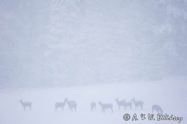 jeleń szlachetny, europejski, Cervus elaphus elaphus
jeleń karpacki, łanie i młodzież na łące