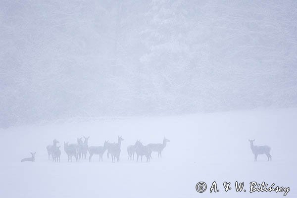 jeleń szlachetny, europejski, Cervus elaphus elaphus
jeleń karpacki, łanie i młodzież na łące