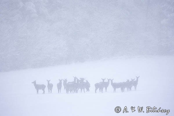 jeleń szlachetny, europejski, Cervus elaphus elaphus
jeleń karpacki, łanie i młodzież na łące