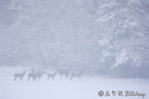 jeleń szlachetny, europejski, Cervus elaphus elaphus
jeleń karpacki, łanie i młodzież na łące