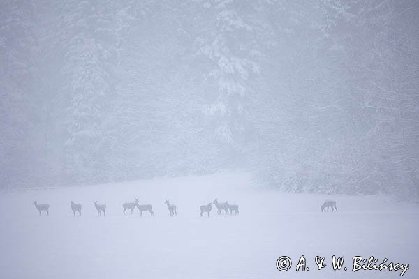 jeleń szlachetny, europejski, Cervus elaphus elaphus
jeleń karpacki, łanie i młodzież na łące