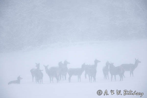 jeleń szlachetny, europejski, Cervus elaphus elaphus
jeleń karpacki, łanie i młodzież na łące