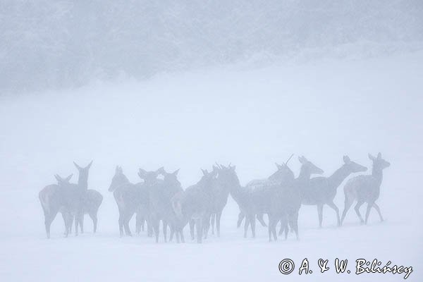 jeleń szlachetny, europejski, Cervus elaphus elaphus
jeleń karpacki, łanie i młodzież na łące