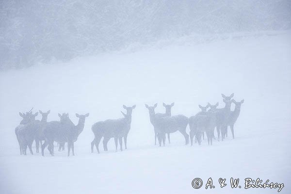 jeleń szlachetny, europejski, Cervus elaphus elaphus
jeleń karpacki, łanie i młodzież na łące