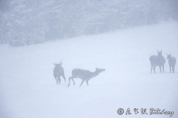 jeleń szlachetny, europejski, Cervus elaphus elaphus
jeleń karpacki, łanie i młodzież na łące