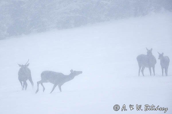 jeleń szlachetny, europejski, Cervus elaphus elaphus
jeleń karpacki, łanie i młodzież na łące