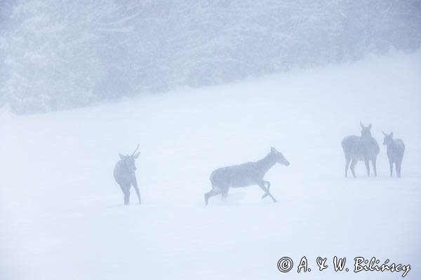 jeleń szlachetny, europejski, Cervus elaphus elaphus
jeleń karpacki, łanie i młodzież na łące