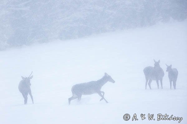 jeleń szlachetny, europejski, Cervus elaphus elaphus
jeleń karpacki, łanie i młodzież na łące