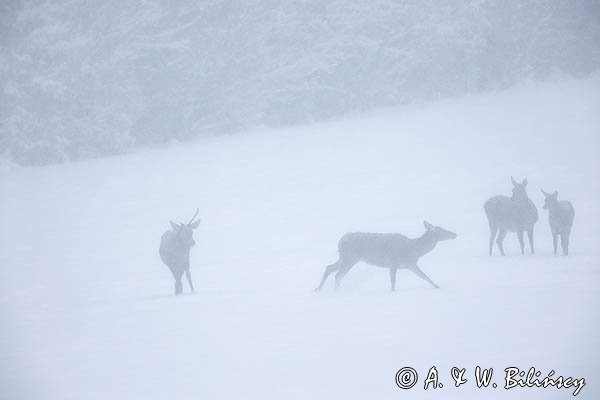 jeleń szlachetny, europejski, Cervus elaphus elaphus
jeleń karpacki, łanie i młodzież na łące