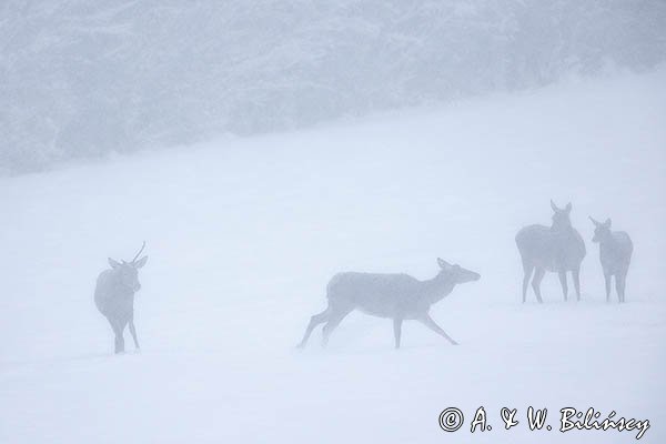jeleń szlachetny, europejski, Cervus elaphus elaphus
jeleń karpacki, łanie i młodzież na łące