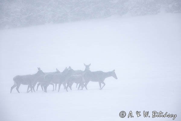 jeleń szlachetny, europejski, Cervus elaphus elaphus
jeleń karpacki, łanie i młodzież na łące