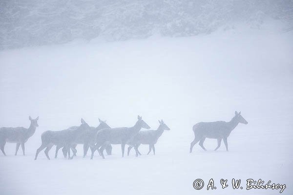 jeleń szlachetny, europejski, Cervus elaphus elaphus
jeleń karpacki, łanie i młodzież na łące
