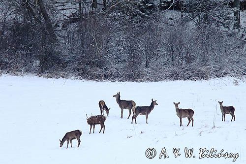 łanie, jeleń szlachetny, europejski, Cervus elaphus elaphus jeleń karpacki