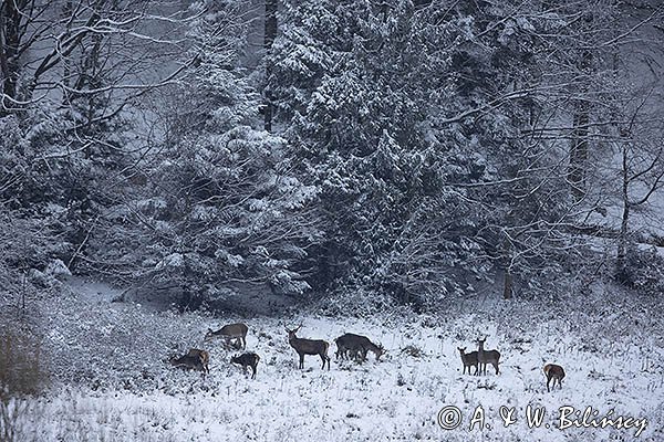 jeleń szlachetny, europejski, Cervus elaphus elaphus
jeleń karpacki, Bieszczady