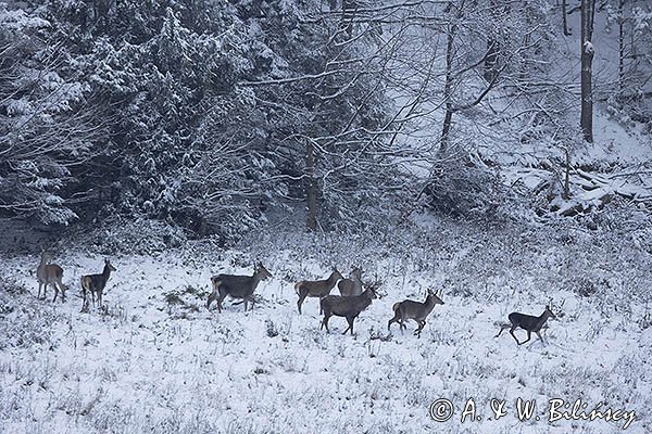 jeleń szlachetny, europejski, Cervus elaphus elaphus
jeleń karpacki, Bieszczady