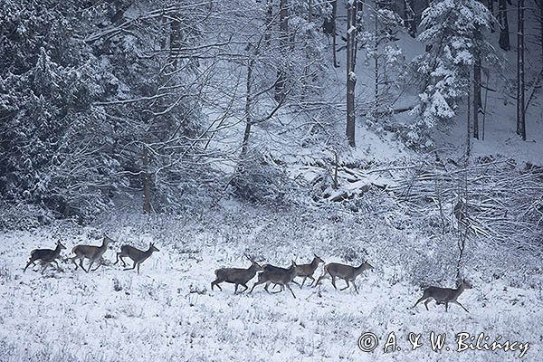 jeleń szlachetny, europejski, Cervus elaphus elaphus
jeleń karpacki, Bieszczady