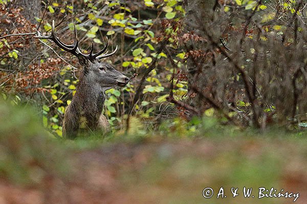  jeleń szlachetny, europejski, Cervus elaphus elaphus
jeleń karpacki, Bieszczady, byk
