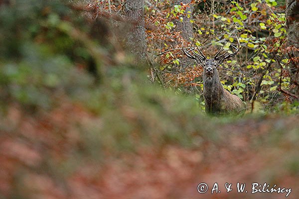 jeleń szlachetny, europejski, Cervus elaphus elaphus
jeleń karpacki, Bieszczady, byk