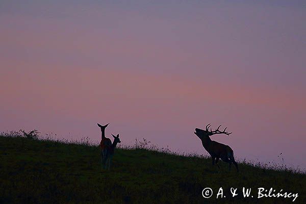jeleń szlachetny, europejski, Cervus elaphus elaphus jeleń karpacki, rykowisko, Bieszczady, byk