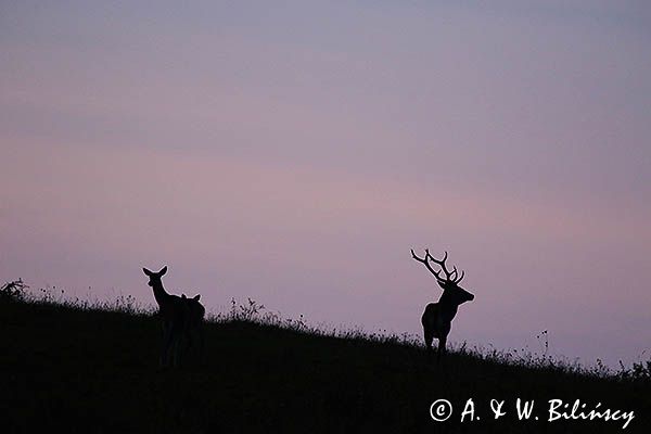 jeleń szlachetny, europejski, Cervus elaphus elaphus jeleń karpacki, rykowisko, Bieszczady, byk