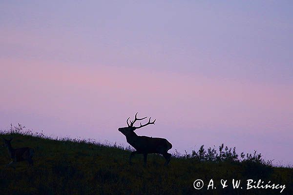 jeleń szlachetny, europejski, Cervus elaphus elaphus jeleń karpacki, rykowisko, Bieszczady, byk