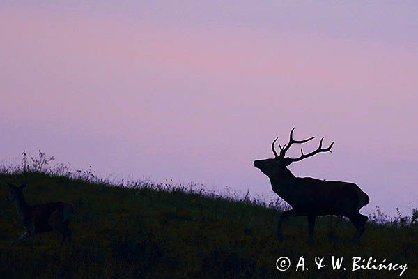 jeleń szlachetny, europejski, Cervus elaphus elaphus jeleń karpacki, rykowisko, Bieszczady, byk