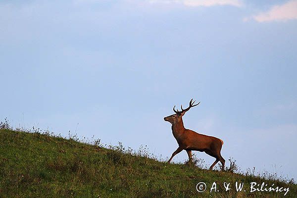 jeleń szlachetny, europejski, Cervus elaphus elaphus jeleń karpacki, rykowisko, Bieszczady, byk