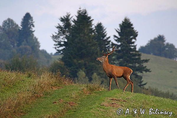 jeleń szlachetny, europejski, Cervus elaphus elaphus jeleń karpacki, rykowisko, Bieszczady, byk