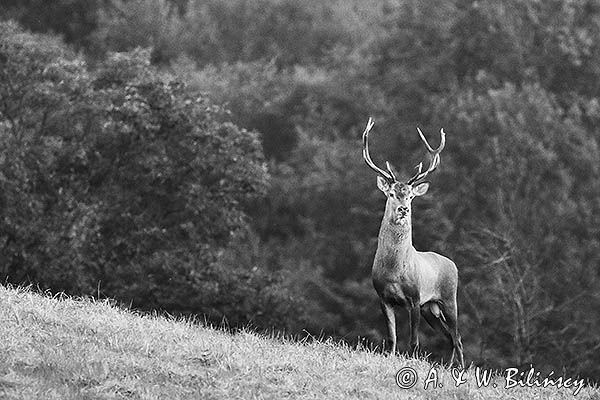 jeleń szlachetny, europejski, Cervus elaphus elaphus jeleń karpacki, rykowisko, Bieszczady, byk