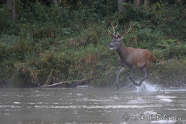 jeleń szlachetny, europejski, Cervus elaphus elaphus
jeleń karpacki, Bieszczady, byk