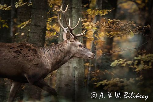 jeleń szlachetny, europejski, Cervus elaphus elaphus jeleń karpacki