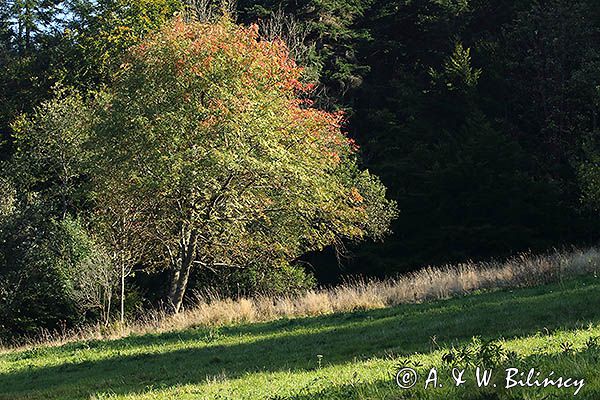 Jarzębina